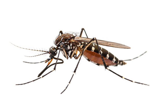 3d mosquito studio 23 2151409949 removebg preview