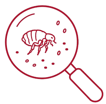 Icône d’inspection des puces avec loupe pour identifier les signes d’infestation.