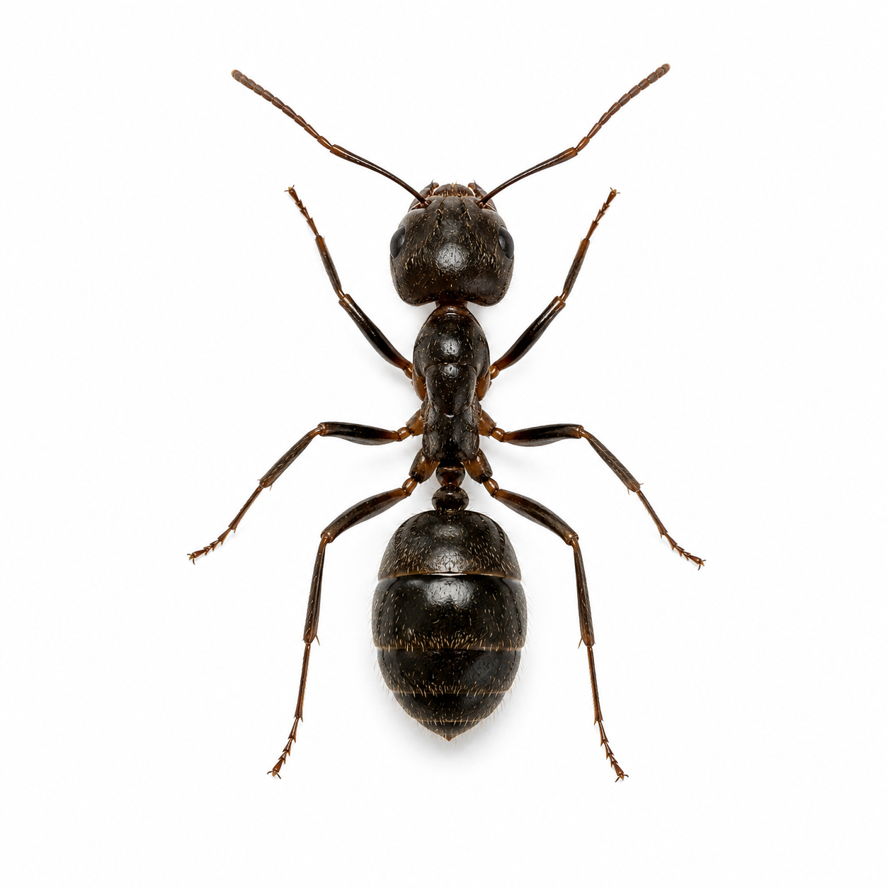 Fourmis