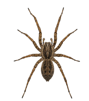 Araignée domestique sur fond clair, service de traitement anti-araignées à Paris et en Île-de-France