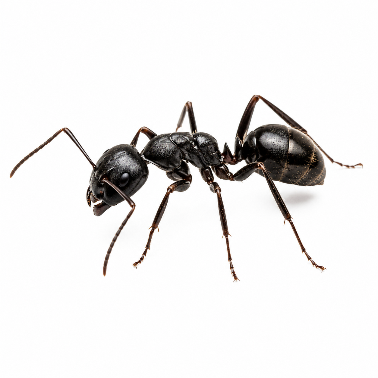 Traitement professionnel contre les fourmis noires dans les maisons et locaux commerciaux