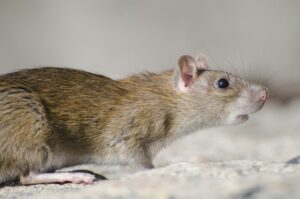 closeup marsh rice rat sunlight with blurry background 181624 36058