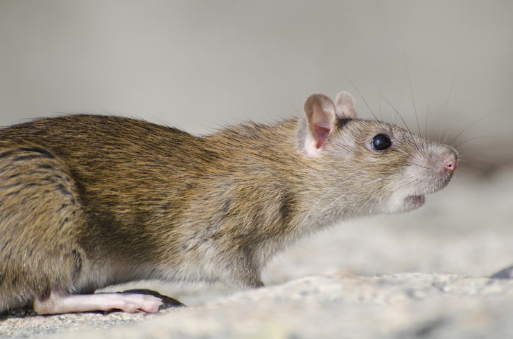closeup marsh rice rat sunlight with blurry background 181624 36058