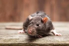 rats bolg