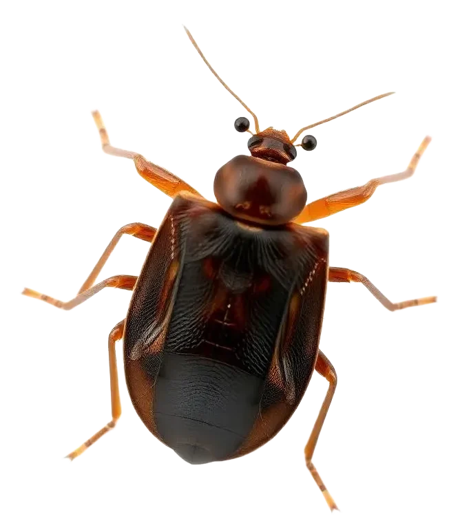 pest bedbug cjf73qqv