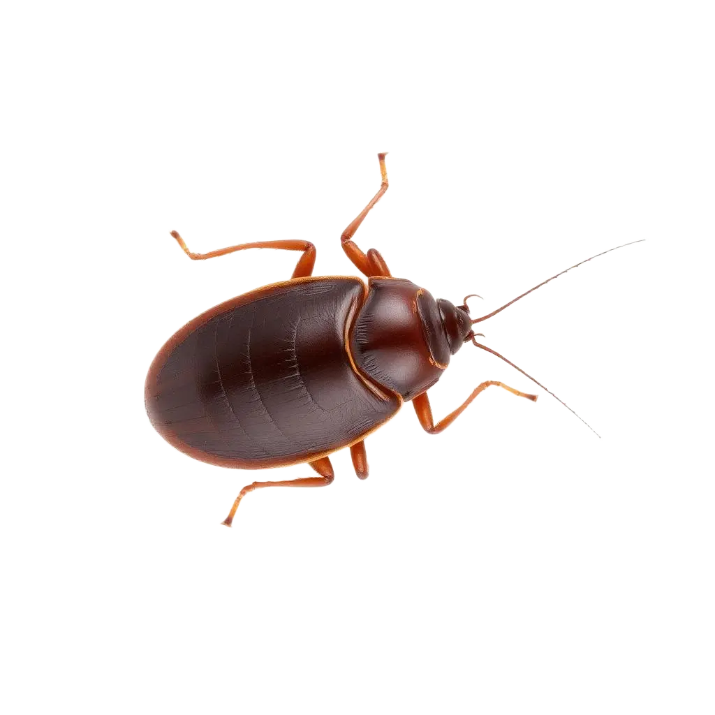 pest cockroach b3p6dsnt